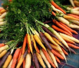 Viridis Hortus - Carrot Rainbow Blend 400 Vegetable Seeds