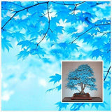 Bonsai Maple Tree Seeds - Rare Blue Bonsai
