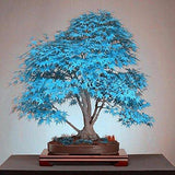 Bonsai Maple Tree Seeds - Rare Blue Bonsai