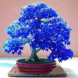 Bonsai Maple Tree Seeds - Rare Blue Bonsai