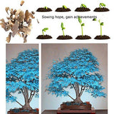 Bonsai Maple Tree Seeds - Rare Blue Bonsai