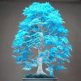 Bonsai Maple Tree Seeds - Rare Blue Bonsai