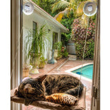 Cat Window Perch Pet Supplies Online Store 